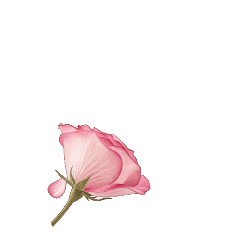 Pink Sticker Sticker