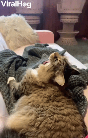 Cats Tongue Repeatedly Caught On Blankets GIF by ViralHog