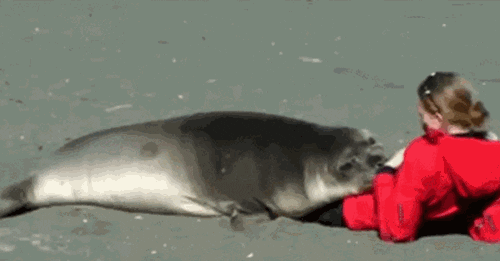 Cuddles Seals GIF by Cheezburger