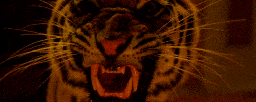 tiger growl GIF