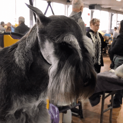 Dog Show GIF by Westminster Kennel Club - Find & Share on GIPHY