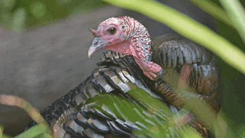 Wild Turkey GIF by U.S. Fish and Wildlife Service