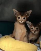 adorable kittens GIF