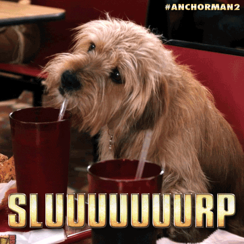 dog drinking GIF by Anchorman Movie