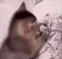 Sleepy Cat GIF