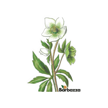 Flower Winter Sticker by Barbazza Garden