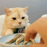 Cat Reaction GIF by Maria Johnsen