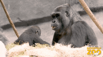 Baby Family GIF by Brookfield Zoo
