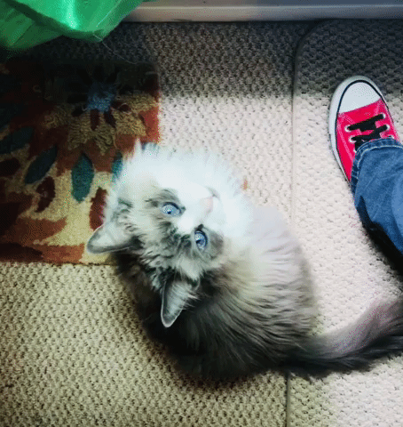 Cats Photography GIF