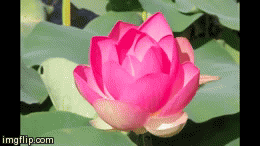 lotus