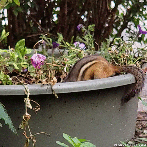 Plants Digging GIF