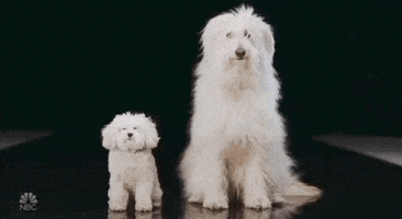 snl dogs GIF by Saturday Night Live