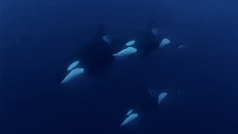 Orcas aka killer whales!
