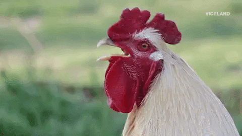 rooster GIF by MOST EXPENSIVEST