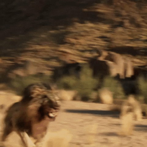 Idris Elba Lion Attack GIF by Beast