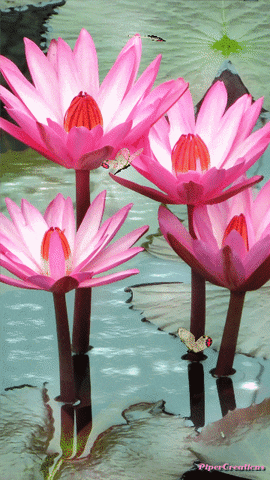 Pipercreations Lotus Flower Butterflies Water Nature Seasons Summer Warm GIF