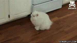 giphy.gif