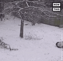 Sledding Snow Day GIF by NowThis