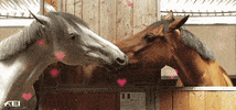 valentines day love GIF by FEI Global