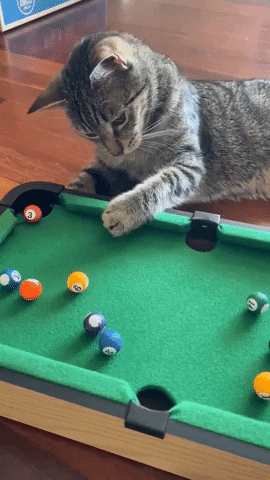 Playing International Cat Day GIF by Storyful