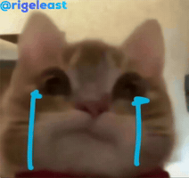 Cat GIF