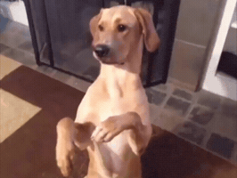 Funny Gif GIF