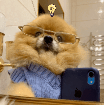 pom_kori dog selfie smart pomeranian GIF