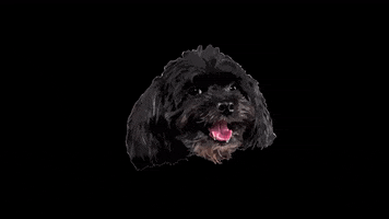 Happy Dogs GIF by SARAHWALLERARCHITECTURE