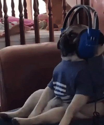 Video gif. A pug sits on the sofa like a human. It wears a striped shirt and a big pair of headphones on its head. The dog shakes around slightly as if moving to the beat of the music playing through his headphones.