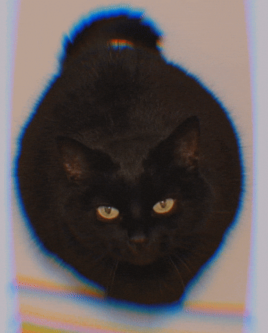 Hungry Cat GIF by sollunatic