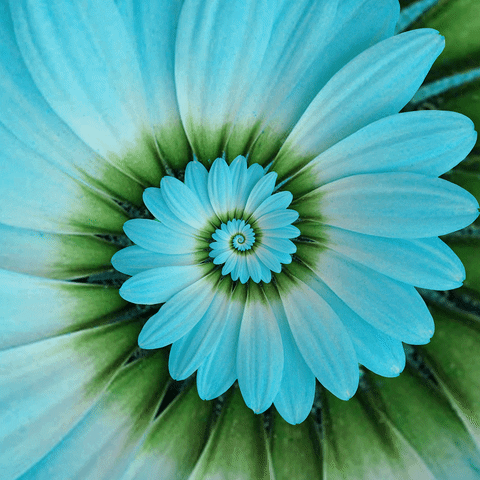 blooming love nature GIF by Feliks Tomasz Konczakowski
