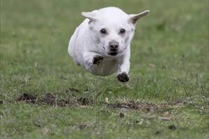 Dog Puppy GIF