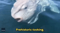'Prehistoric Looking': Huge Ocean Sunfish