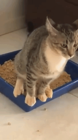 Cat Box GIF - Find & Share on GIPHY
