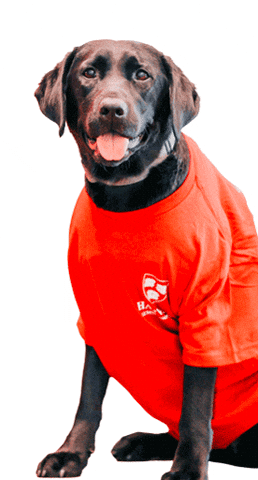 Sasha GIF by Harvard Alumni Association
