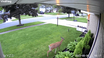 Surprised Deer Jumps Through Window GIF by ViralHog