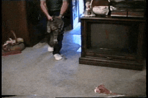 afv GIF by America's Funniest Home Videos
