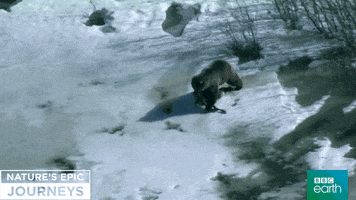 nature's epic journeys bear GIF by BBC Earth