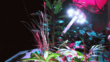 nuiselkie art music nature video GIF