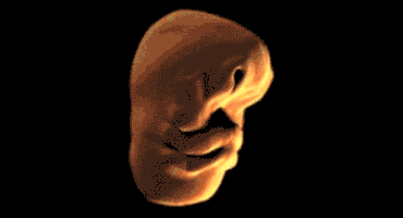 manuelbodando rostro humano GIF