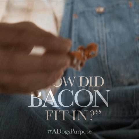 dogs eating GIF by A Dog's Purpose