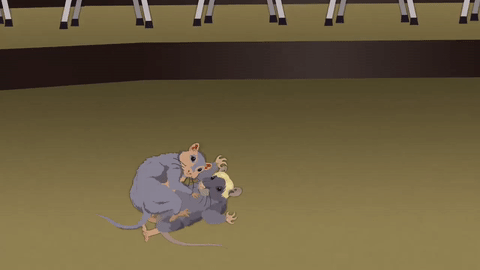 Rat Fight Fighting GIF by South Park - Find & Share on GIPHY