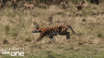 life story tiger GIF by BBC