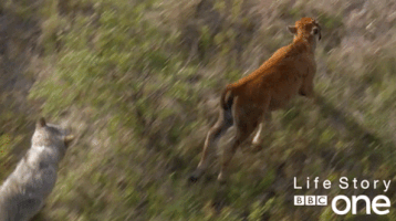 chasing bbc one GIF by BBC