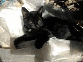 ivanl1997jovo cat GIF