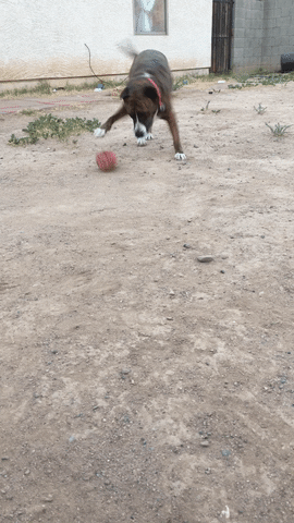 western doggo GIF