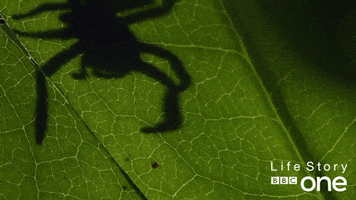 life story spider GIF by BBC