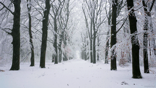Snow Winter Gif By Living Stills Find Share On Giphy