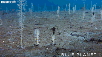 grow blue planet GIF by BBC Earth