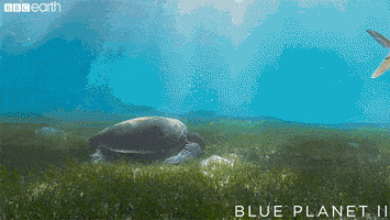 hungry blue planet GIF by BBC Earth